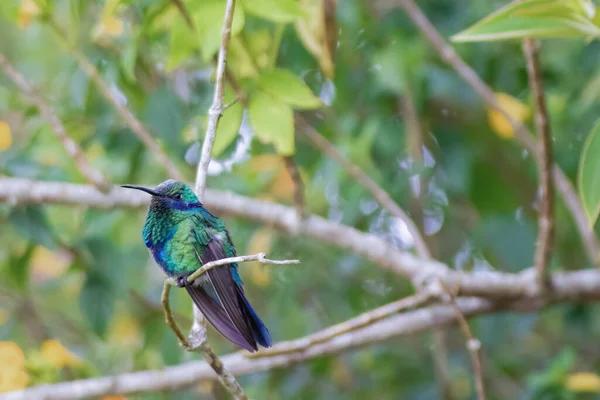 How Live Kolibri Changes the Streaming Experience