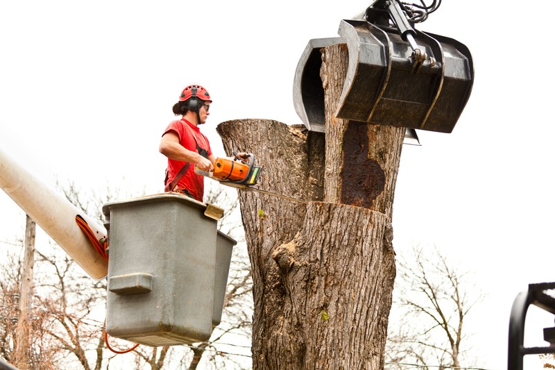 Affordable Tree Removal Services in Springfield You Can Trust