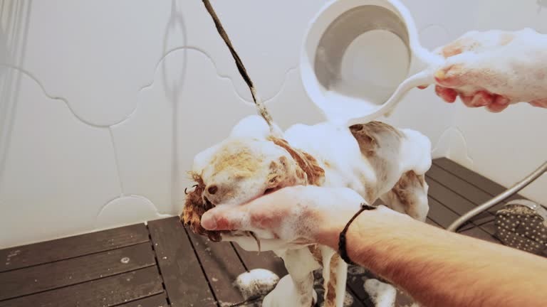 Best Shampoochi Day Spa Mobile Grooming Near You