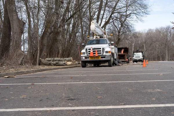 Choose Tree Wise Men for Professional Tree Trimming Services