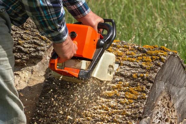 Affordable Mobile Tree Removal Service with Expert Crews
