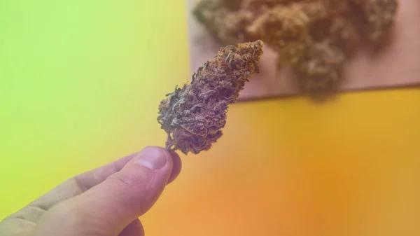 Finding Fresh and Reliable THCA in Austin