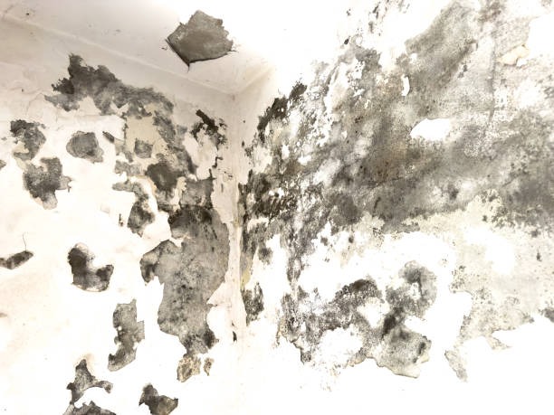 Dependable Water Damage Restoration Chicago for Storm and Flood Damage