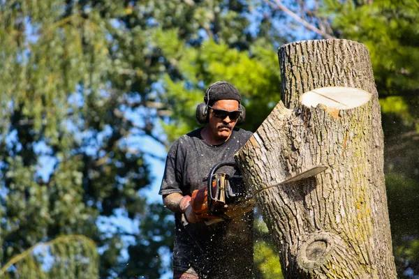 Efficient Tree Service in Springfield IL for Professional Results